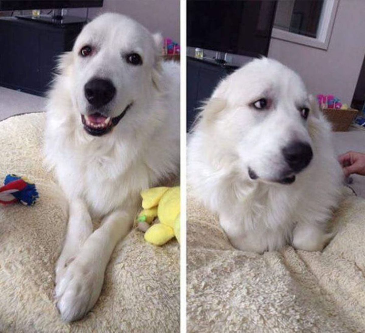 2 photos of a fluffy white dog on a blanket