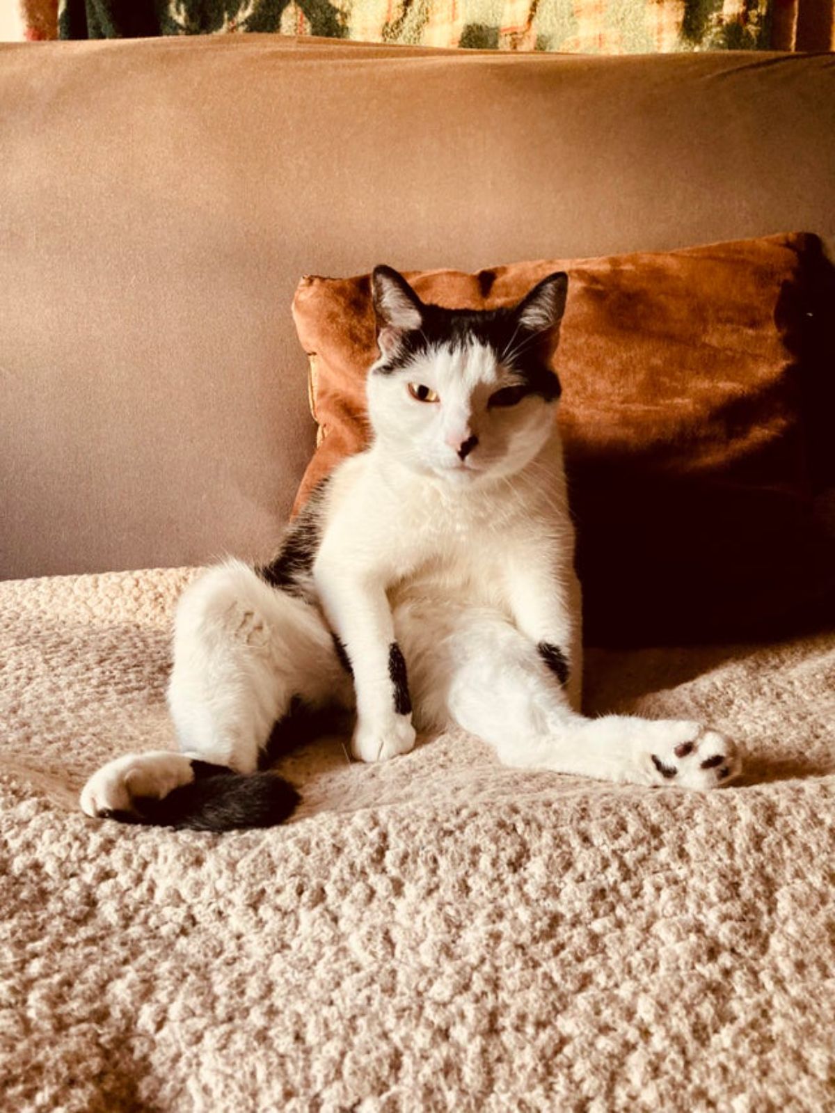 black and white cat sitting on a brown bed with the back legs splayed out in front and one front leg placed between them