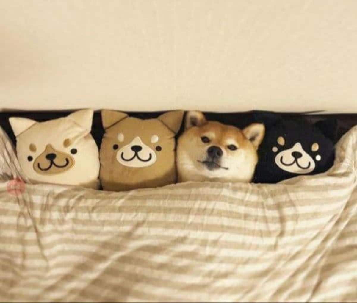 shiba inu under a blanket next to 3 stuffed toys that look like the dog