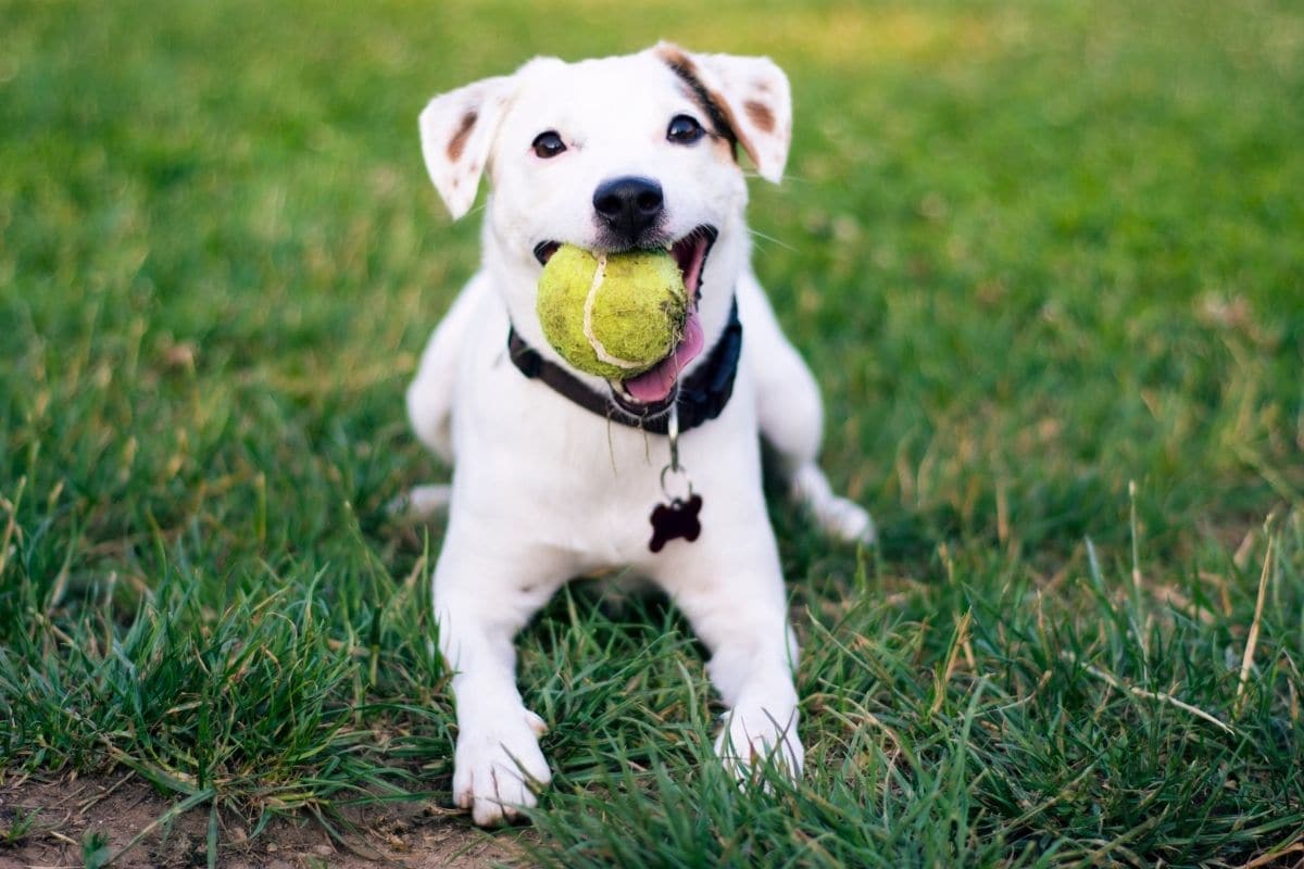 White dog with ball in mouth and black collar sitting on green grass