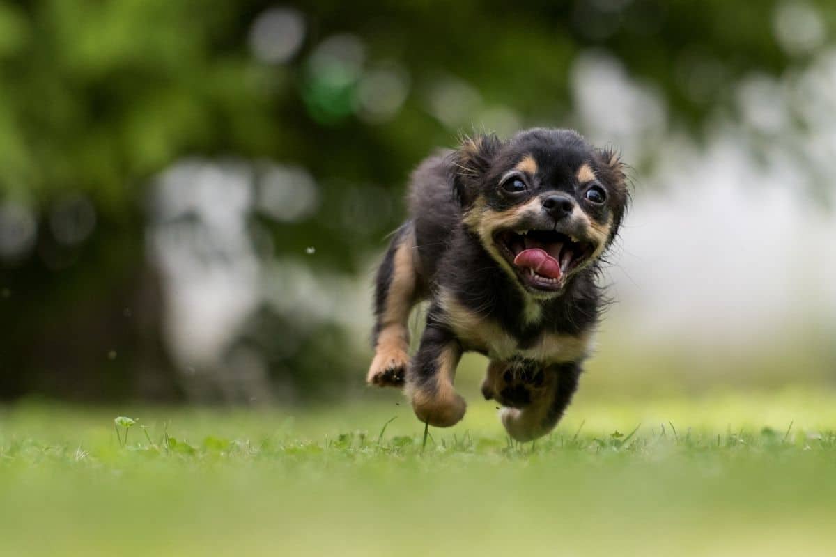 Super funny cute looking dog running on grass field