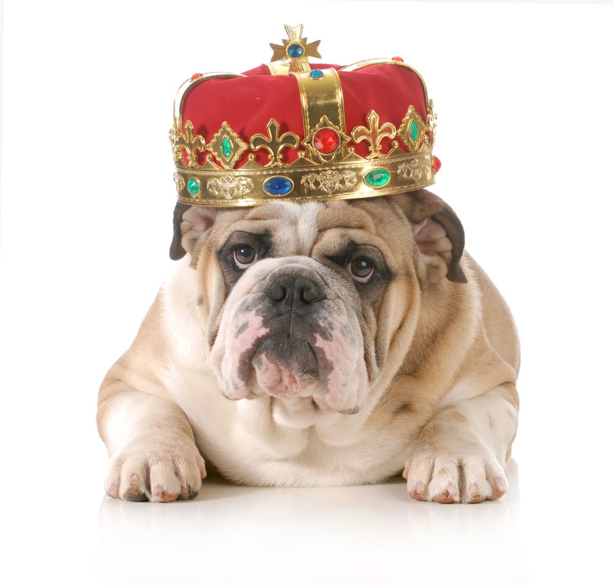 English Bulldog with crown lying on the floor, white background
