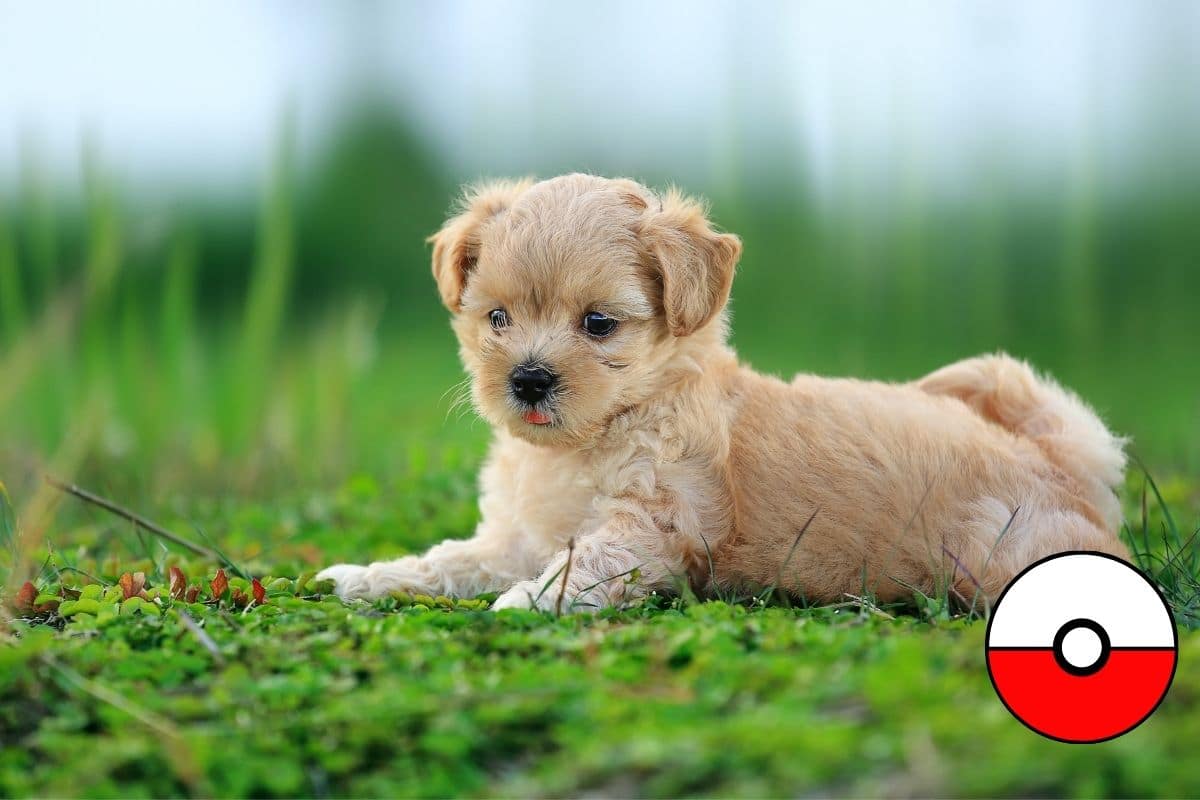 Cute tiny puppy lying on green grass