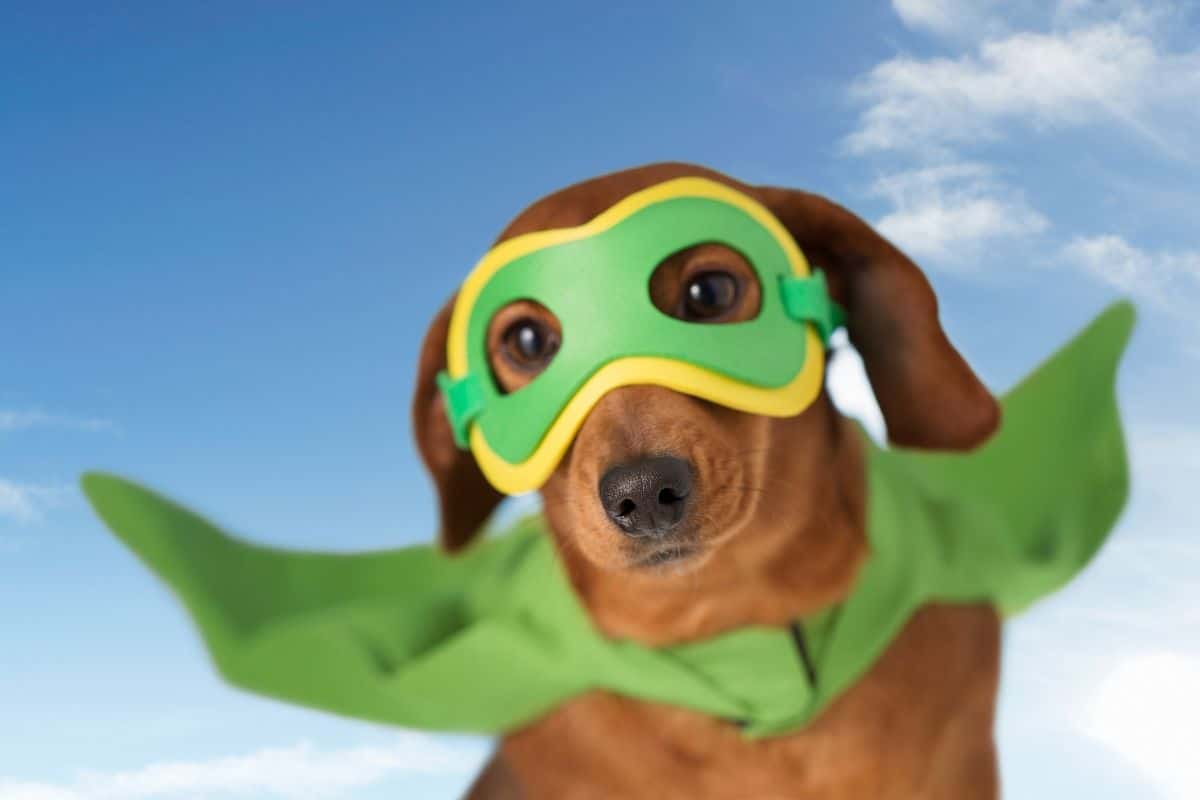 Brown dog in green yellow costume looks like flying in sky
