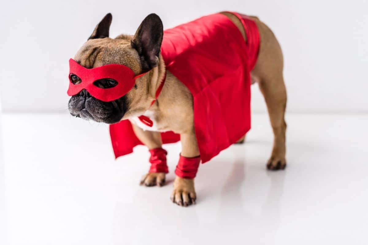 Brown French Bulldog wearing red superhero costume standing on white floor, white background