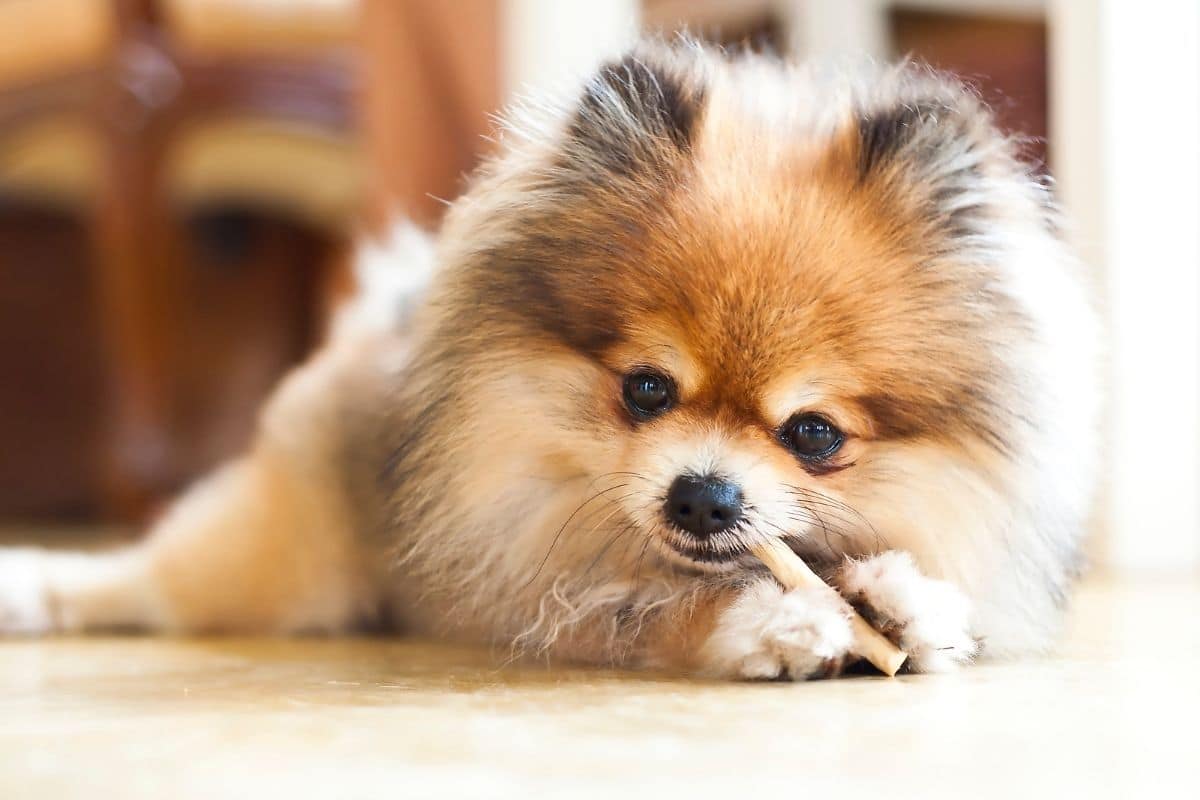 Brindle fluffy Pomeranian chewing on stick lying on the floor