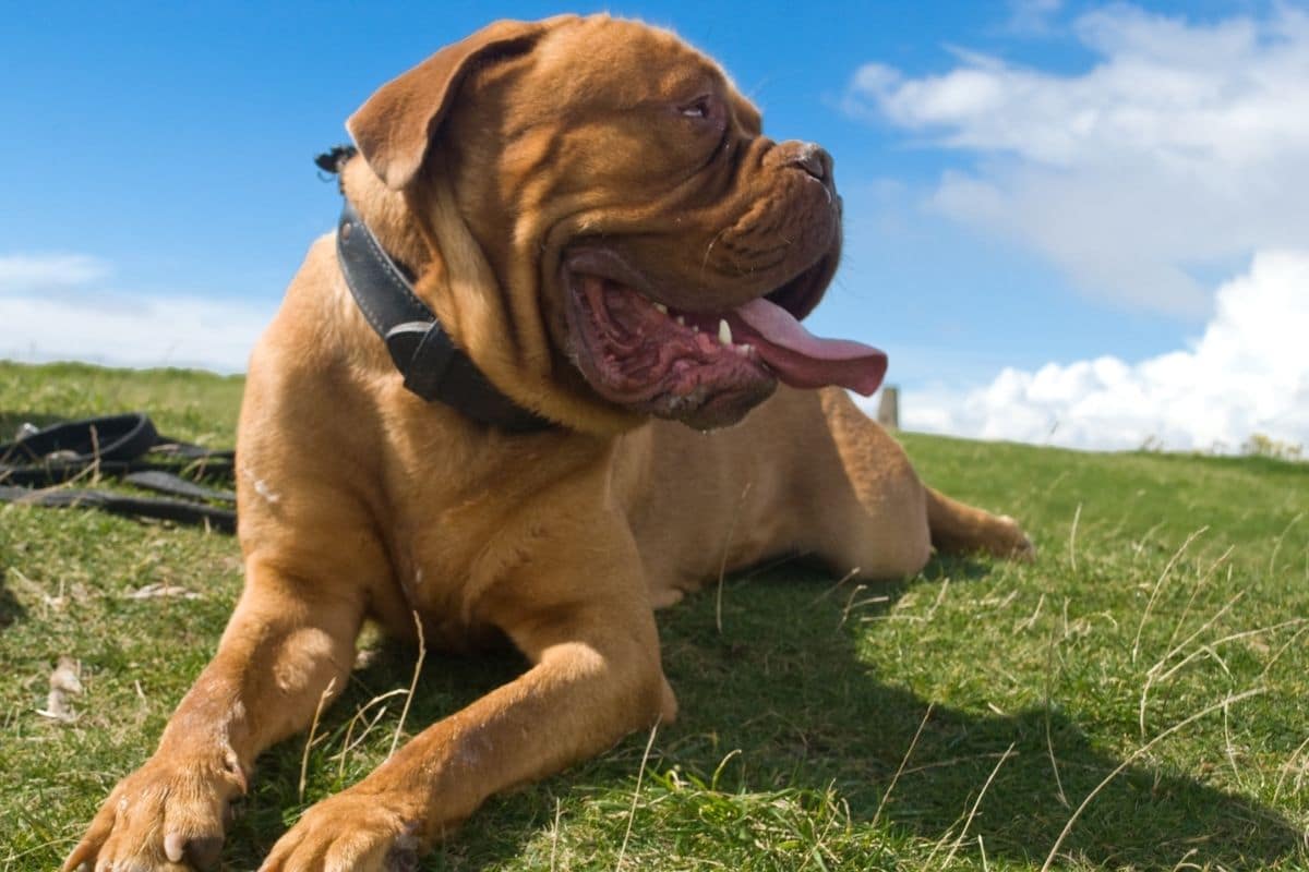 huge brown french Mastiff lying on green grass with black collar on