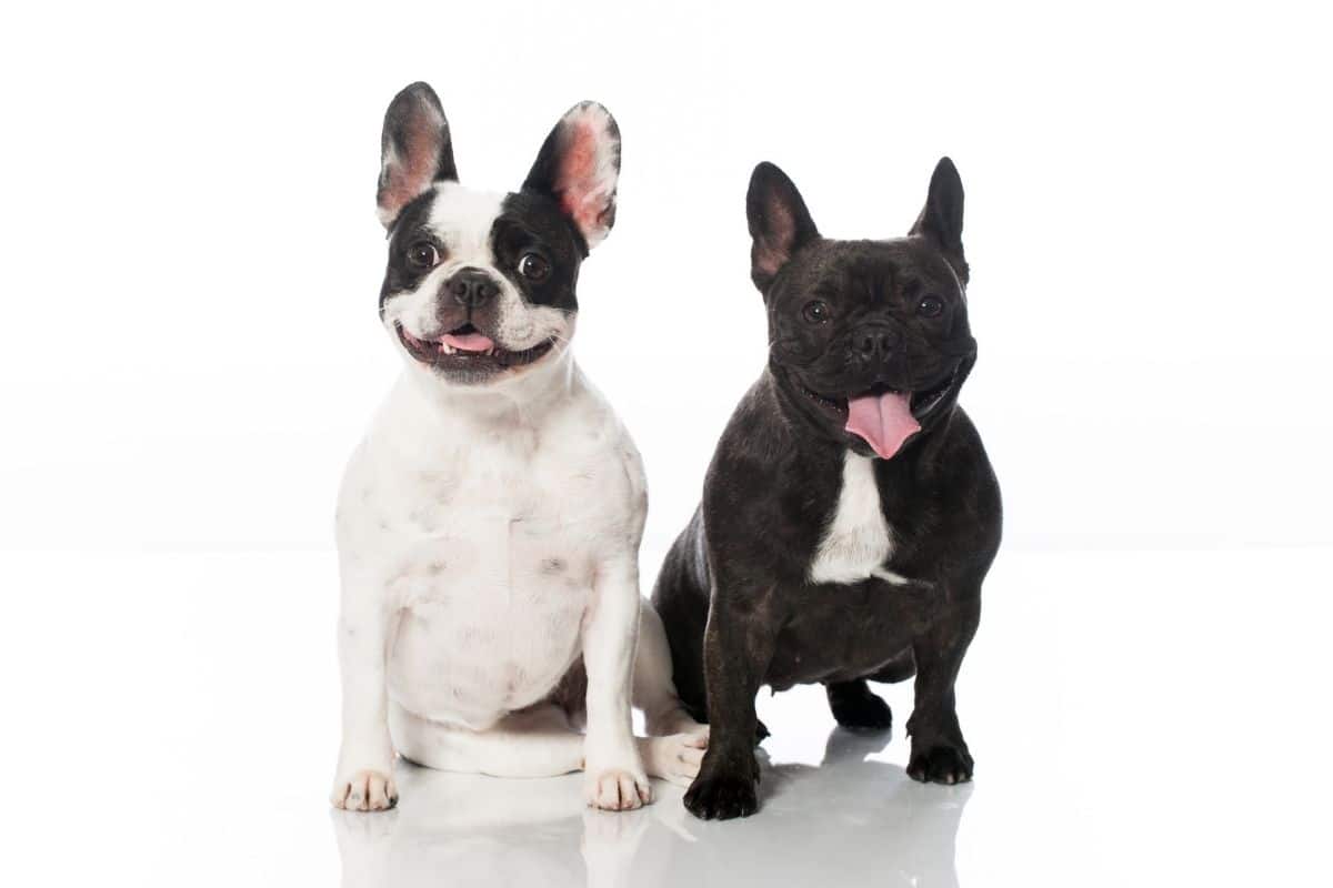White and black French Bulldogs posing on white background