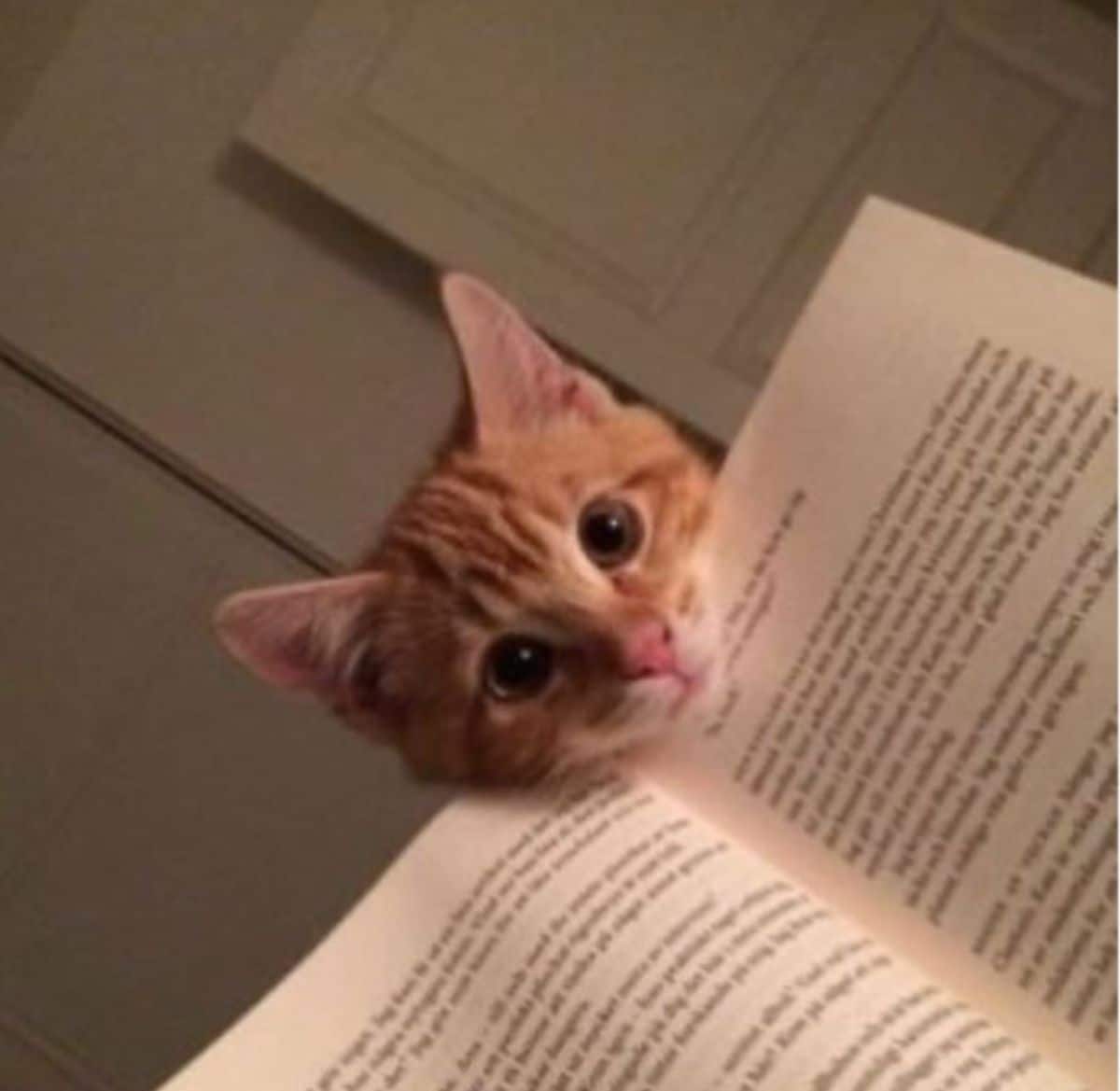 orange and white kitten poking its head above an open book and placing the chin on the top of the book