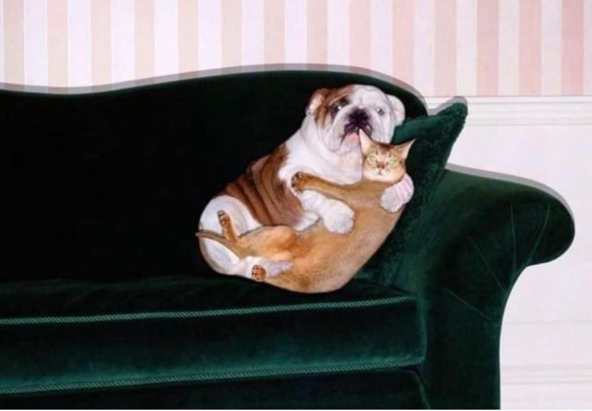 brown and white bulldog and an orange cat hudding on one corner of a green sofa