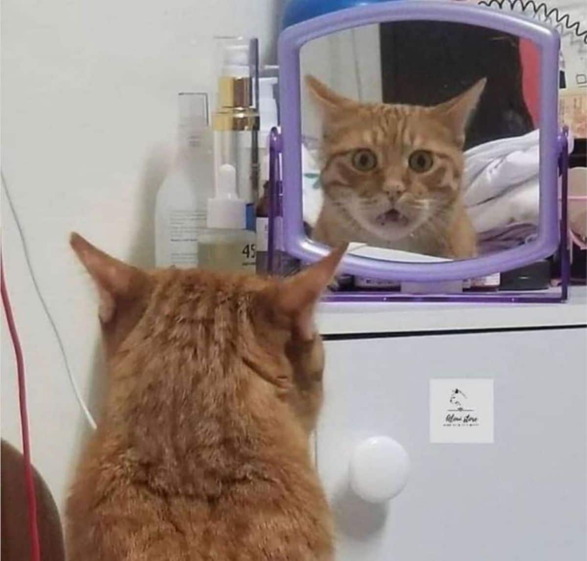 orange cat looking in a purple frame mirror with its mouth open and eyes wide