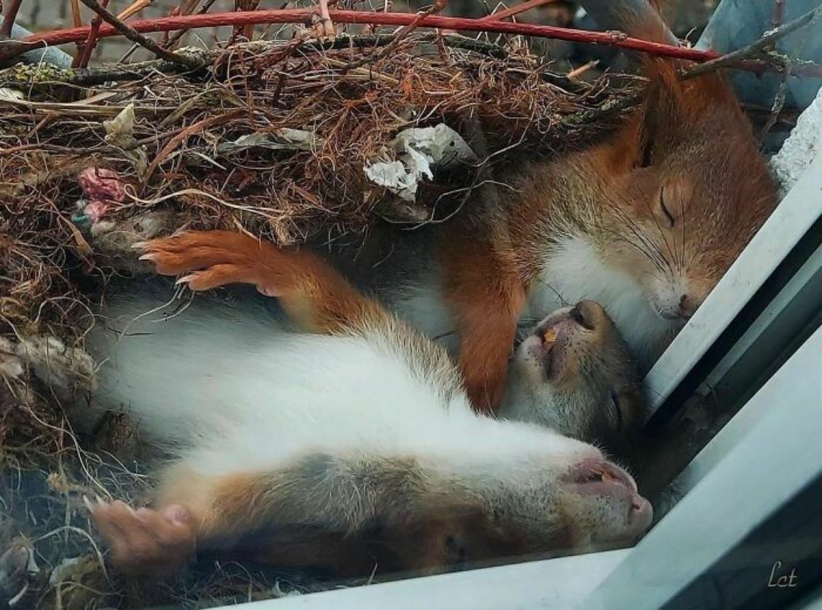 3 white brown and grey squirrels sleeping cuddled together in a nest against a glass