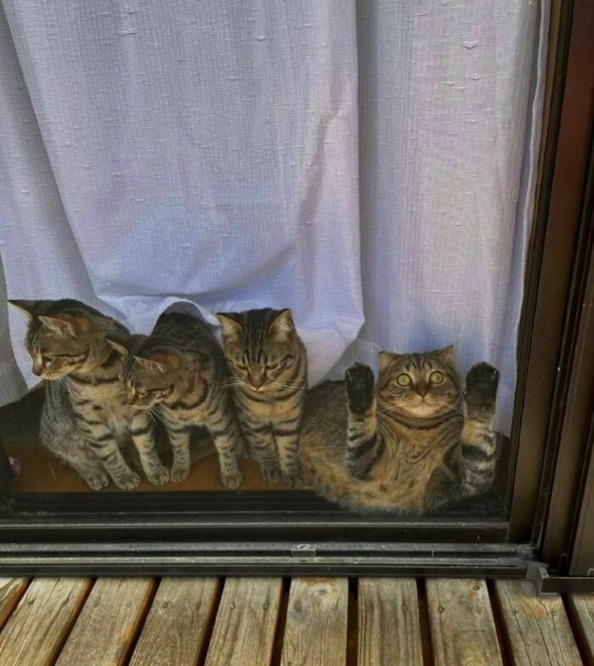 4 brown tabby cats sitting at a glass door behind a white curtain with the fourth cat placing its front paws on the glass
