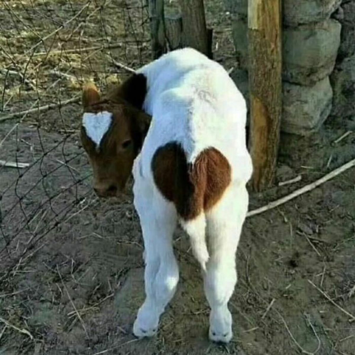 brown and white calf with a white heart mark on the forehead and a brown heart on the butt