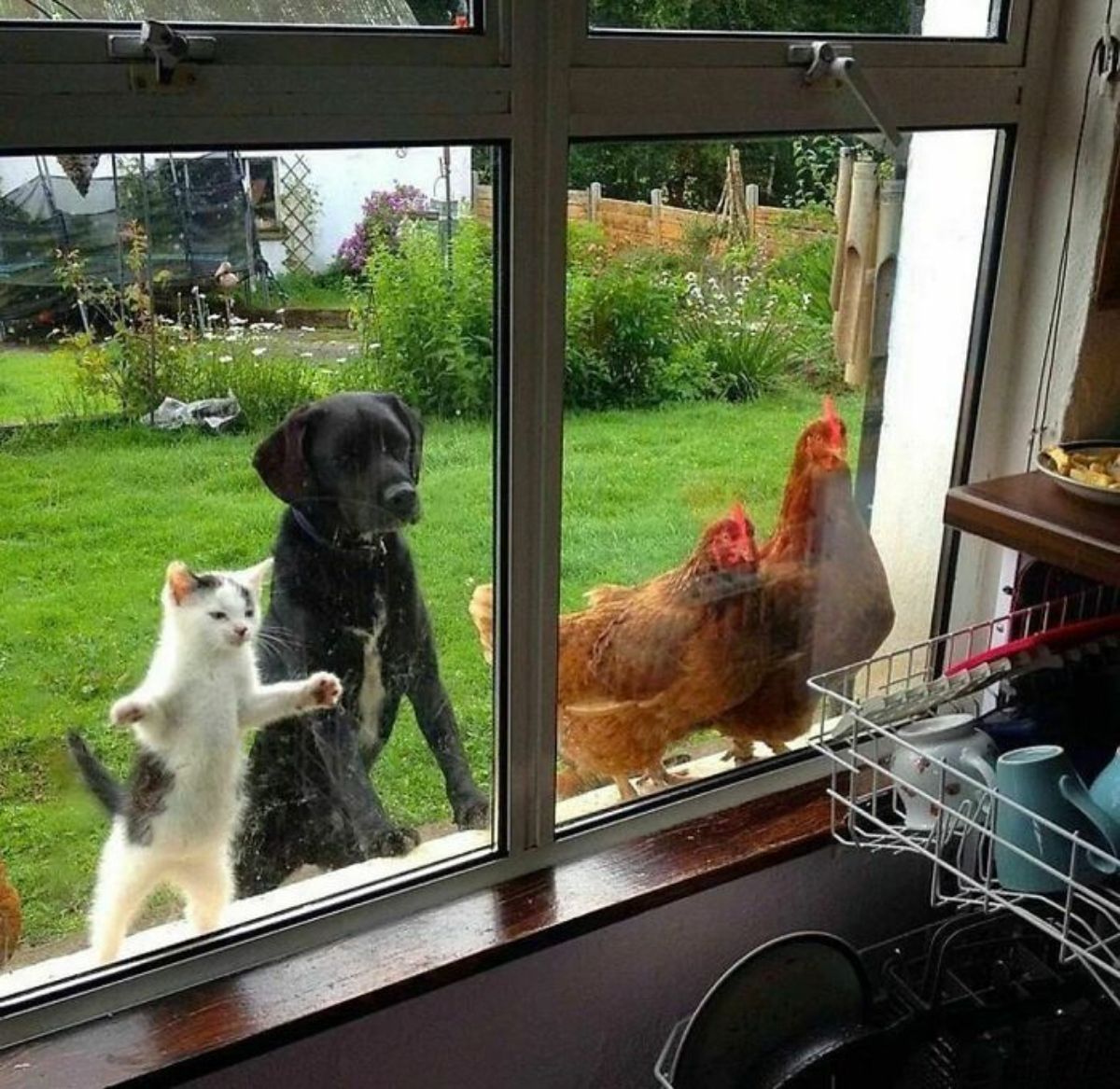 black and white kitten, black dog and 2 brown chickens looking into a house through a window