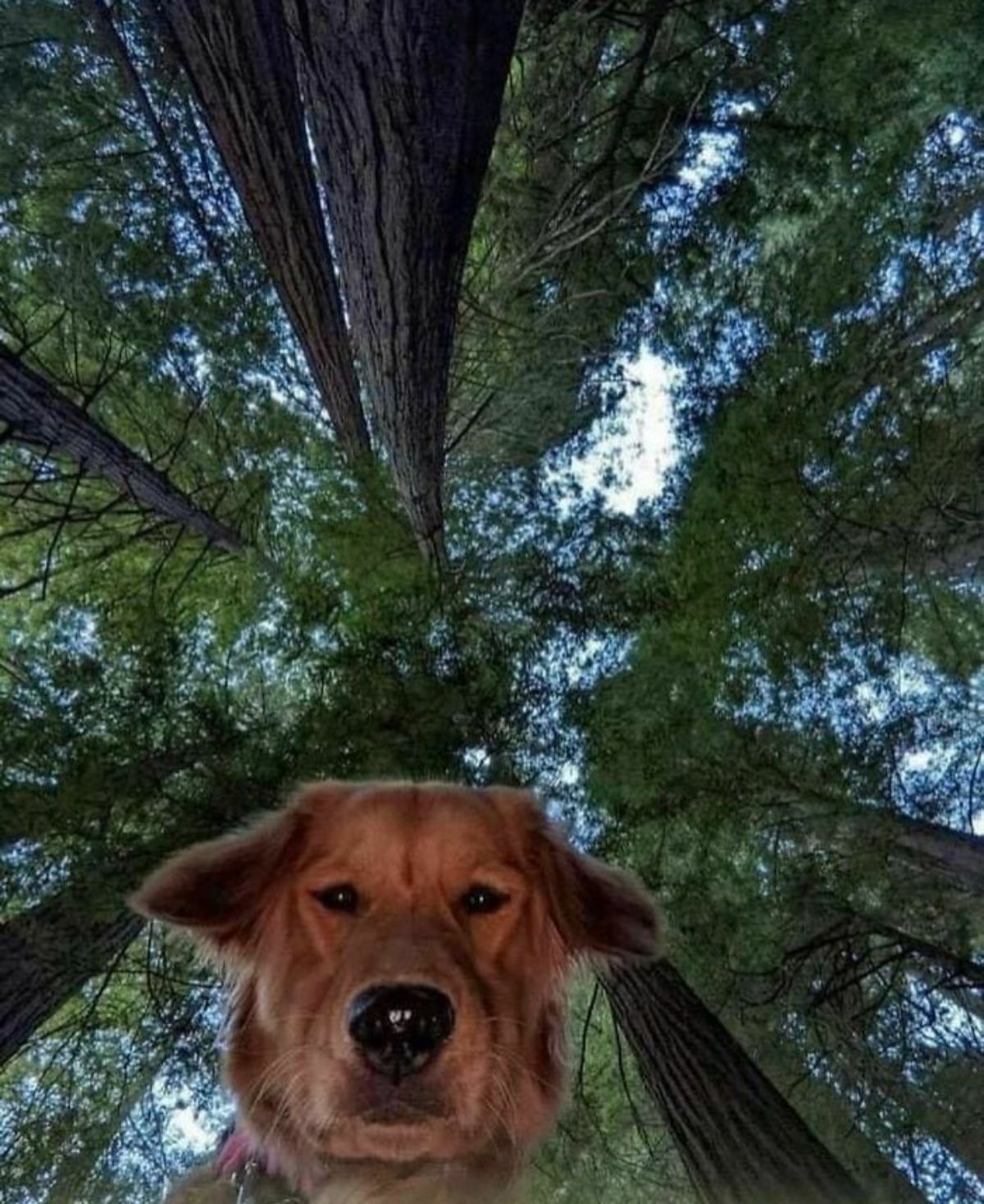 brown dog looking down at the camera with tall trees in the background