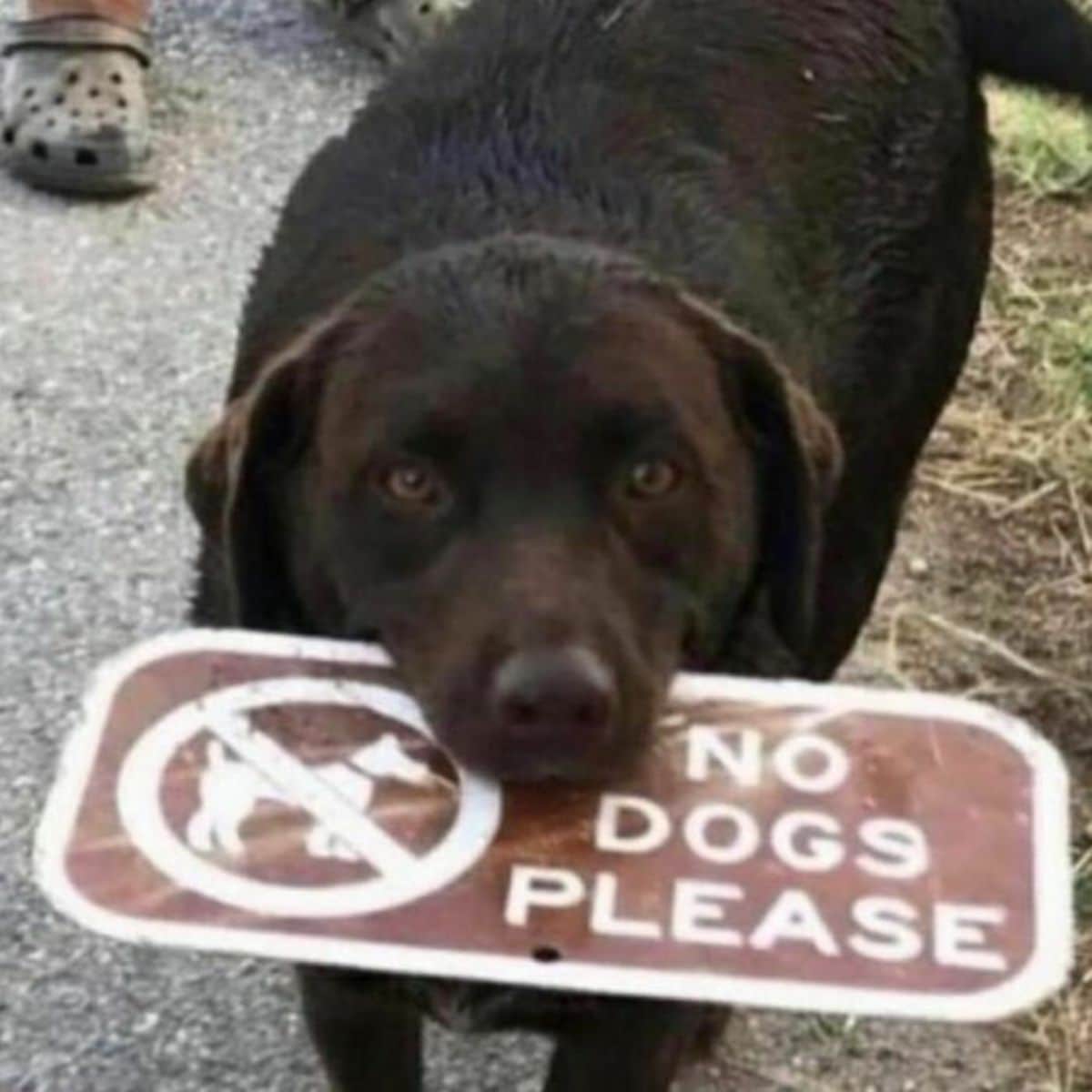 brown labrador holding a red and white metal sign that says no dogs please
