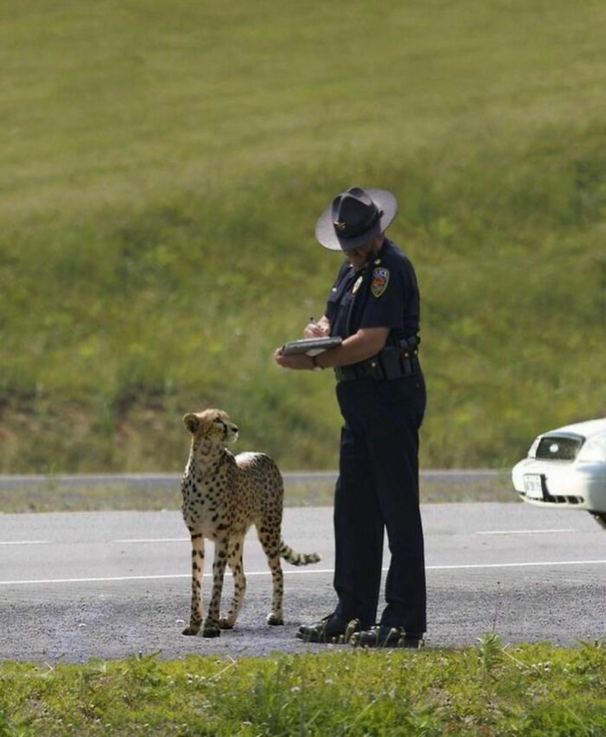 cheetah standing on the road next to a police officer in black writing on a clipboard