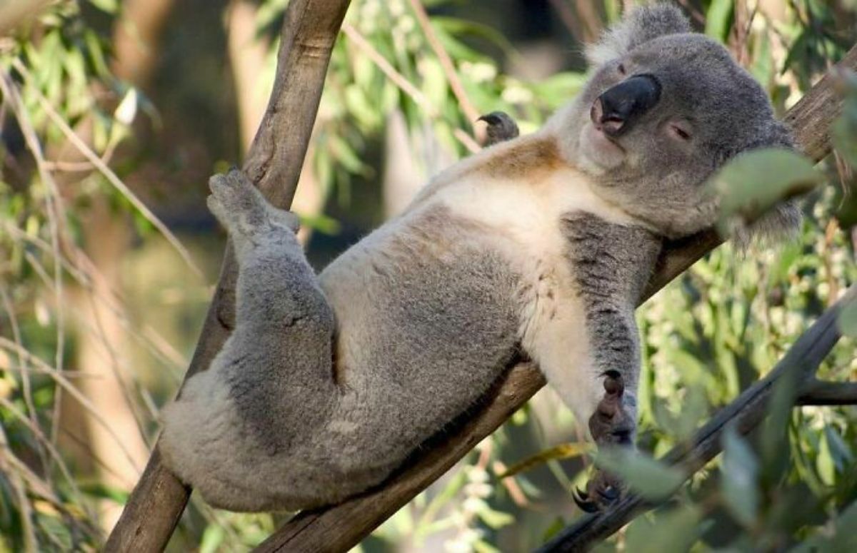 grey koala bear laying belly up on a tree branch with one back leg crossed over the other
