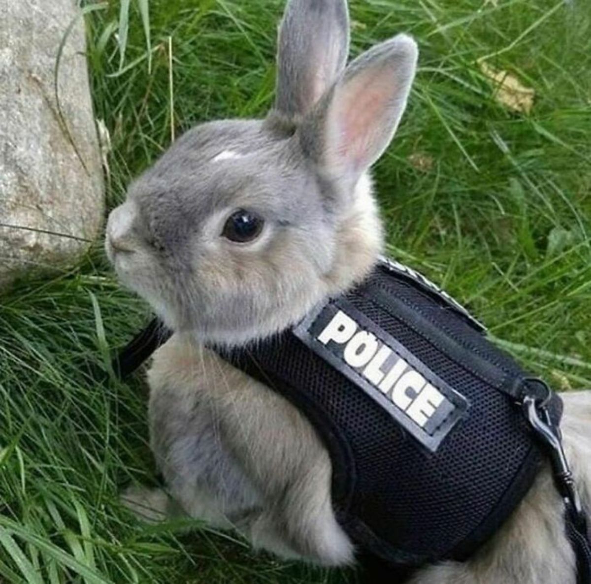 grey rabbit wearing a black harness saying police