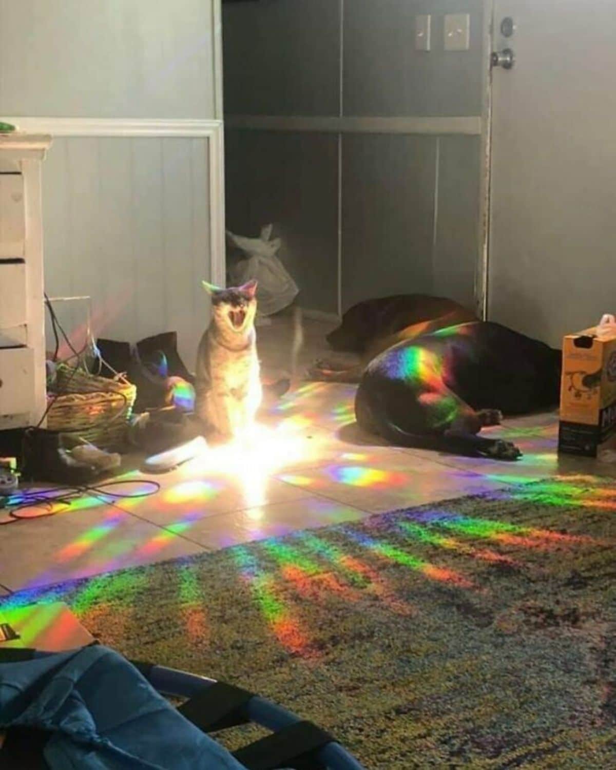 orange cat with its mouth open sitting on the floor next to a brown dog with rainbow holographic light is all around the room