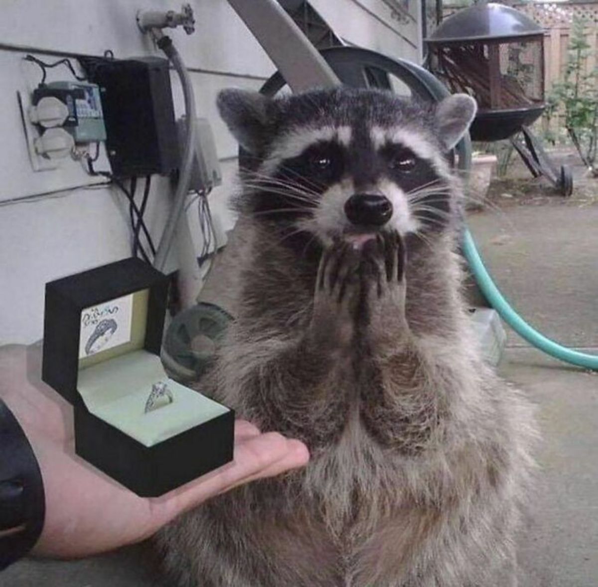 raccoon with front paws at its mouth with someone holding out an engagement ring in a black box to it