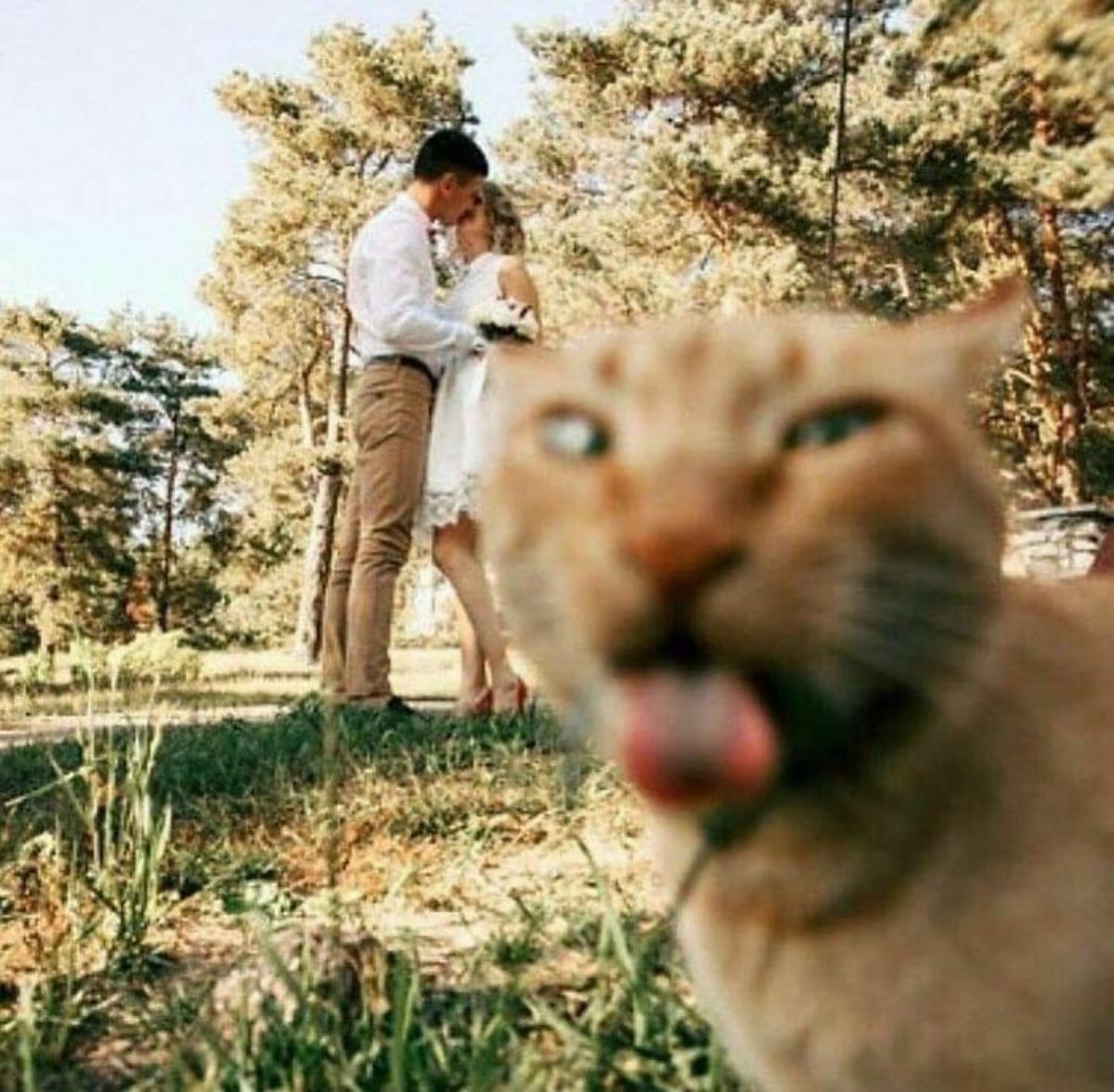 orange cat close up at the camera with the tongue sticking out with a man and a woman kissing in the background