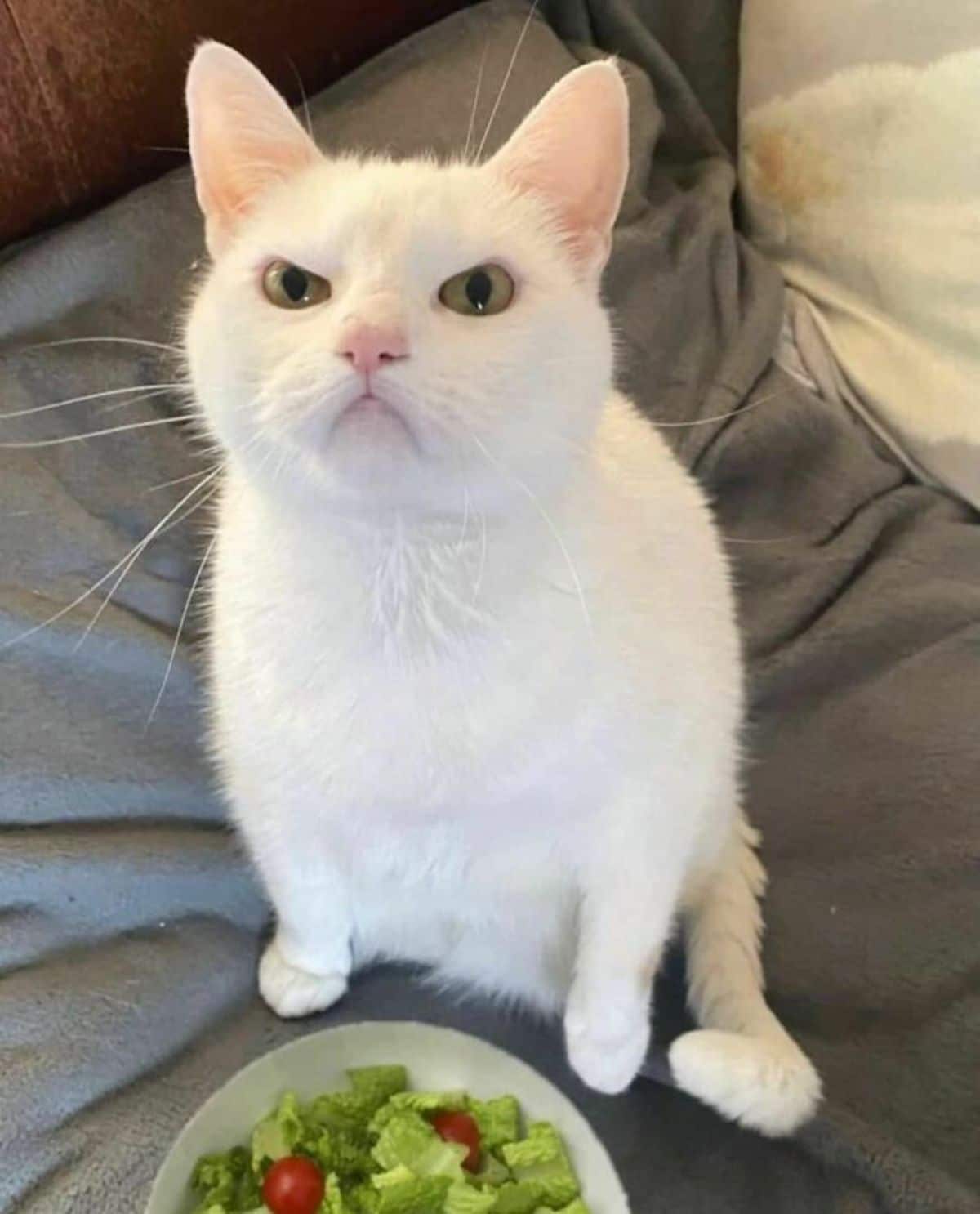 white cat sitting with a plate of salad and frowning