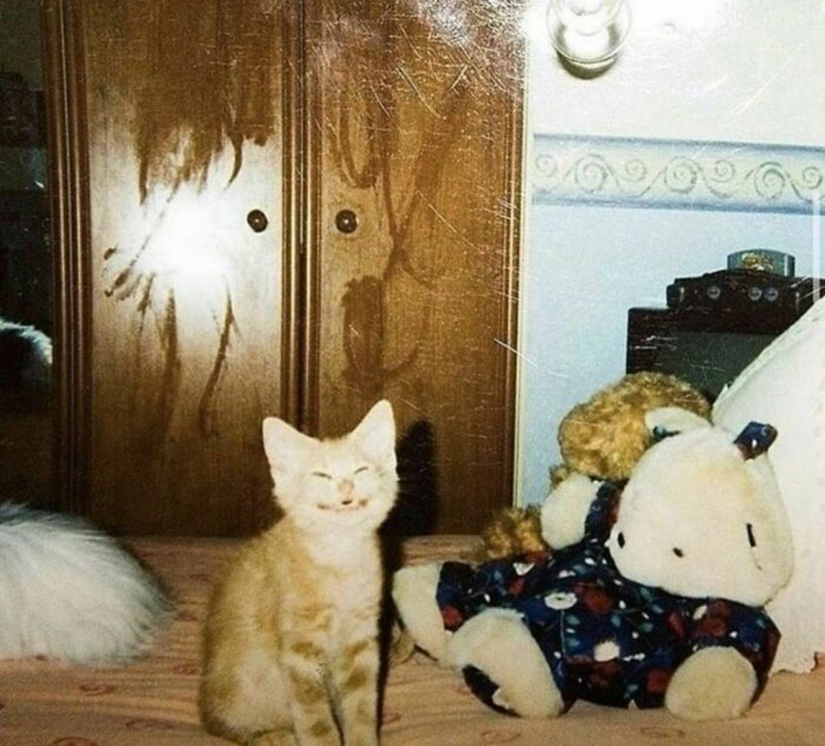 orange kitten sitting on a bed next to soft toys and grinning at the camera