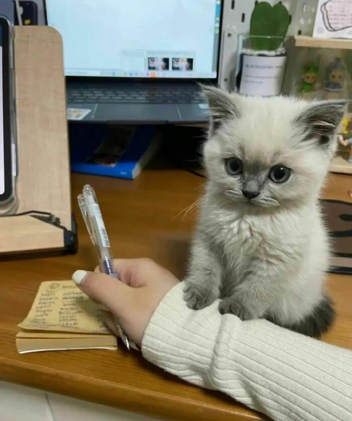 white and grey kitten on a wooden table with the front paws placed on a sweatered arm of a person who is writing a list
