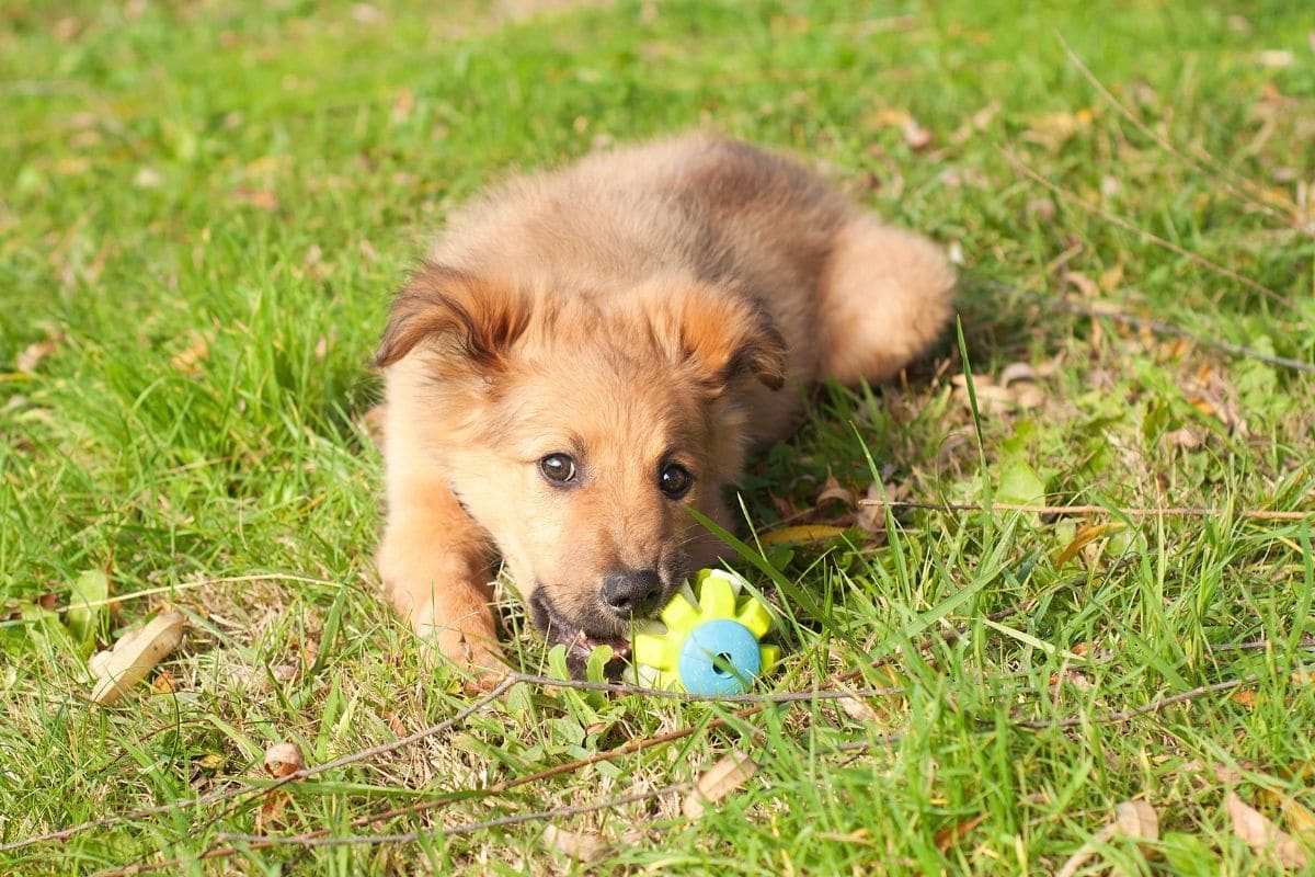 Cute golden spanish puppy playing with toy lying on green grass