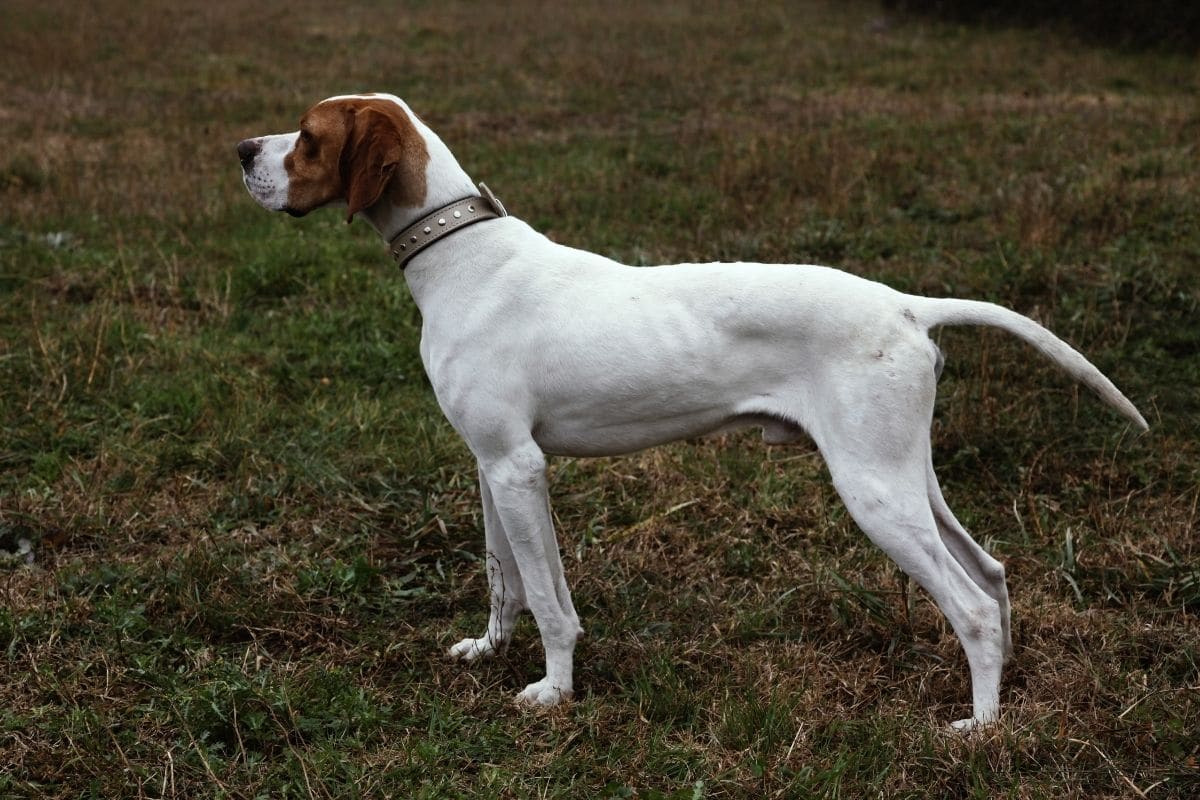 White-brown pointer standing on grass field with collar