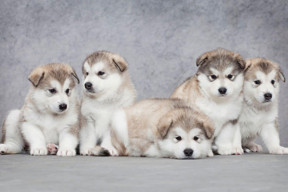 Cute and adorable Alaskan Malamute puppies