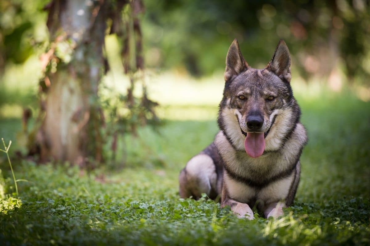 Gray Wolfdog sitting on green grass in forest looking into camera