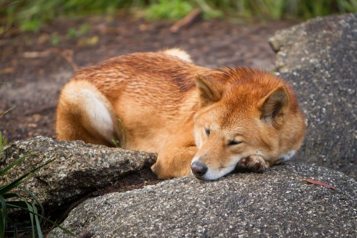 Red brown American Native breed dog lying o nthe rocks