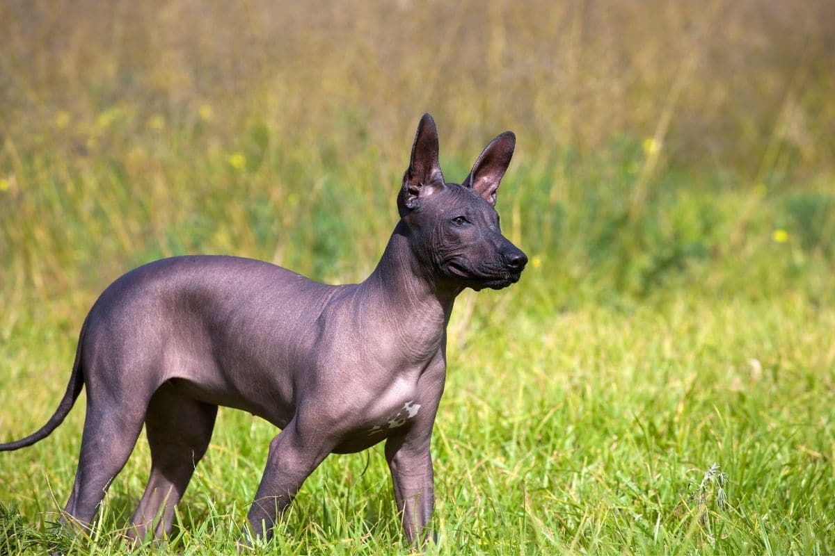 Hairless brown Native American dog standing in green grass