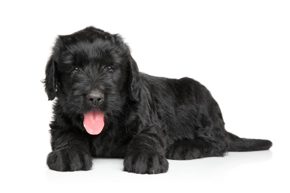 Russian black terrier puppy lying on the floor, white backgorund