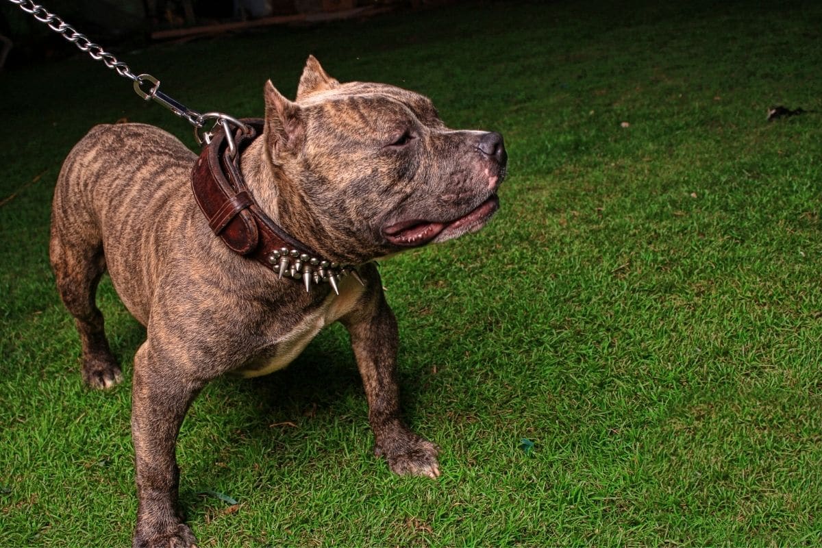 Brindle mexican pitbull on leash with spiky collar, standing on green grass