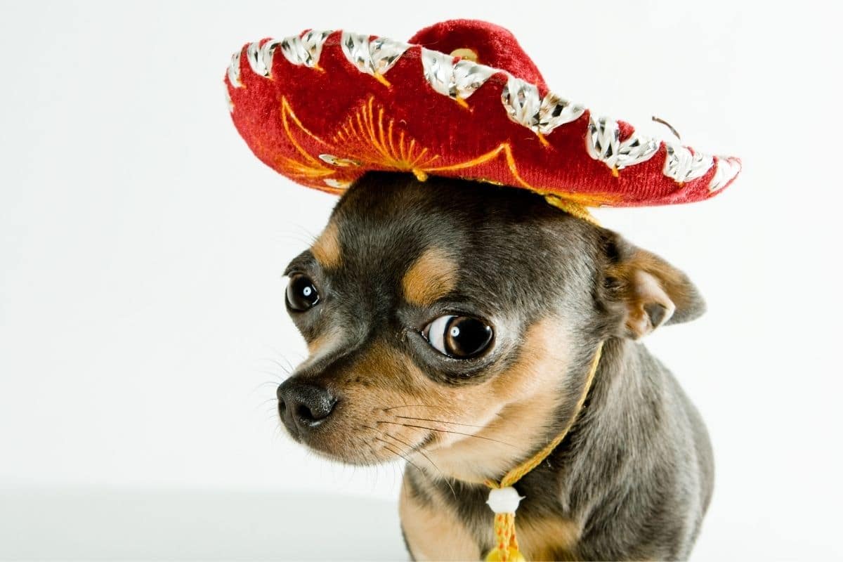 Black brown Chihuahua with mexican hat, white background