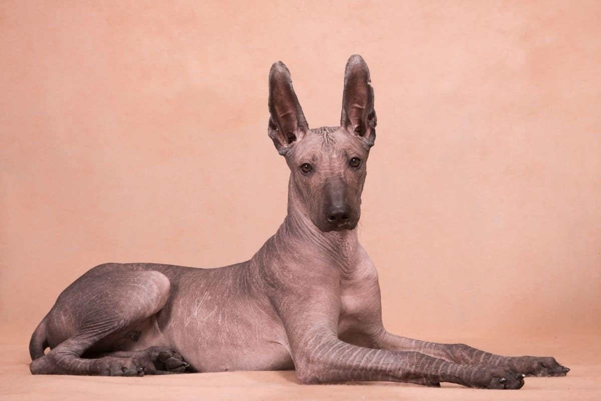 Hairless brown mexican dog lying on the floor, orange background