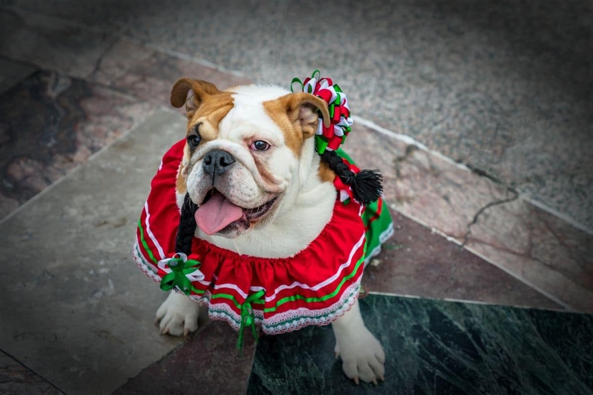 English Bulldog with mexican costume sitting on the floor