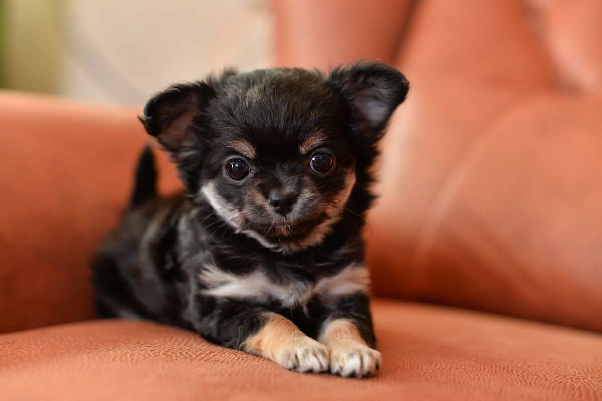 Cute tiny black Chihuahua lying on the orange sofa