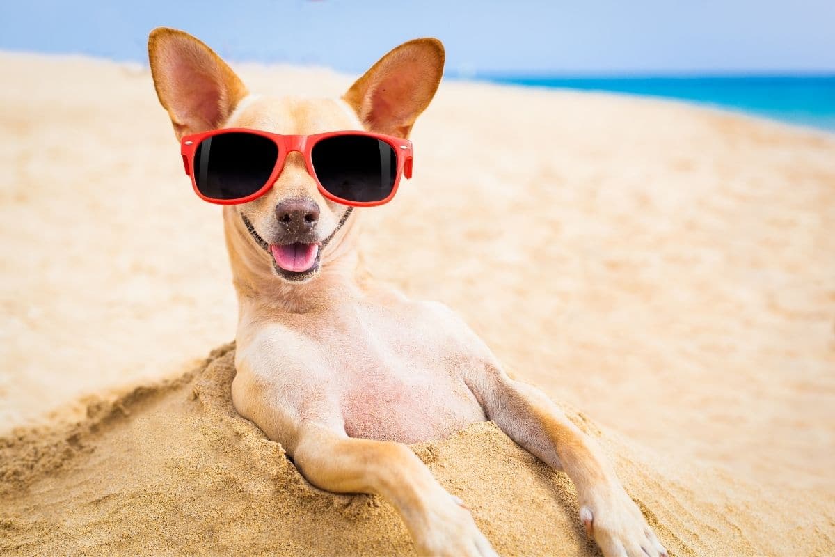 Cool looking Chihuahua with sunglasses with red frame in sand