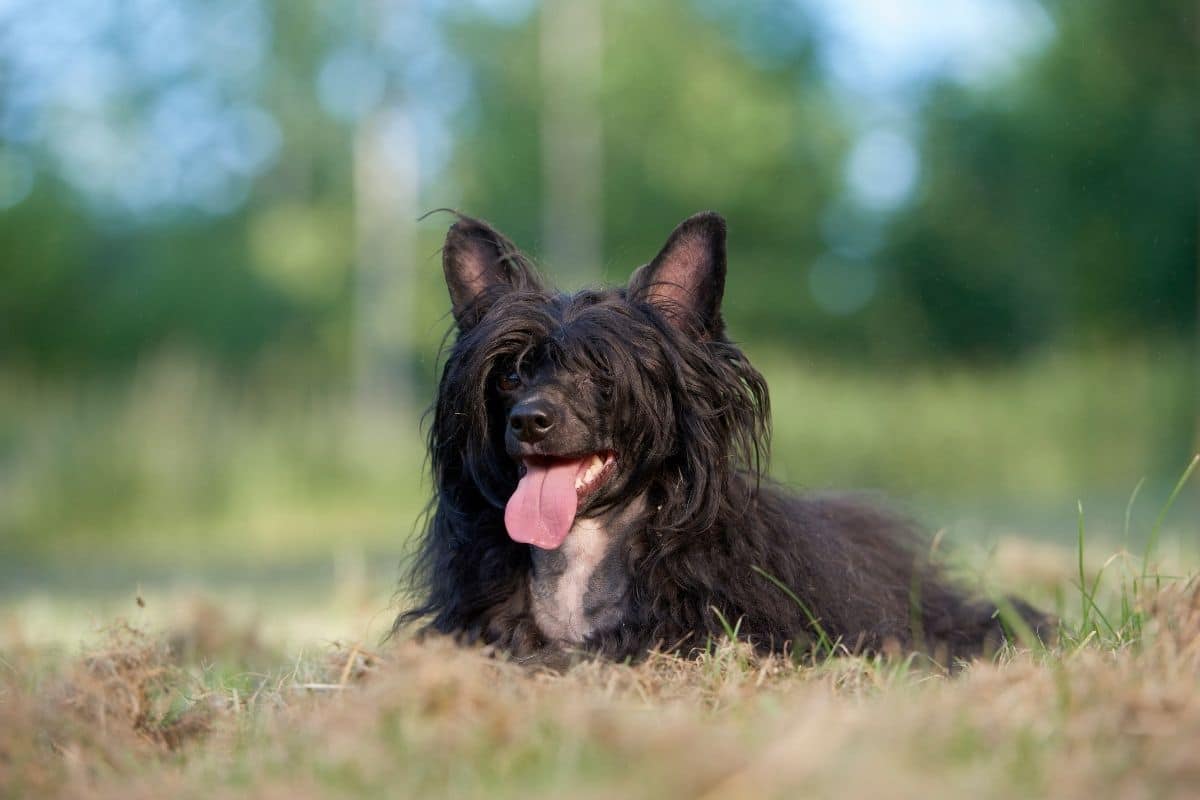 Black Mexican Dog breed dog lying on the grass, blurry background