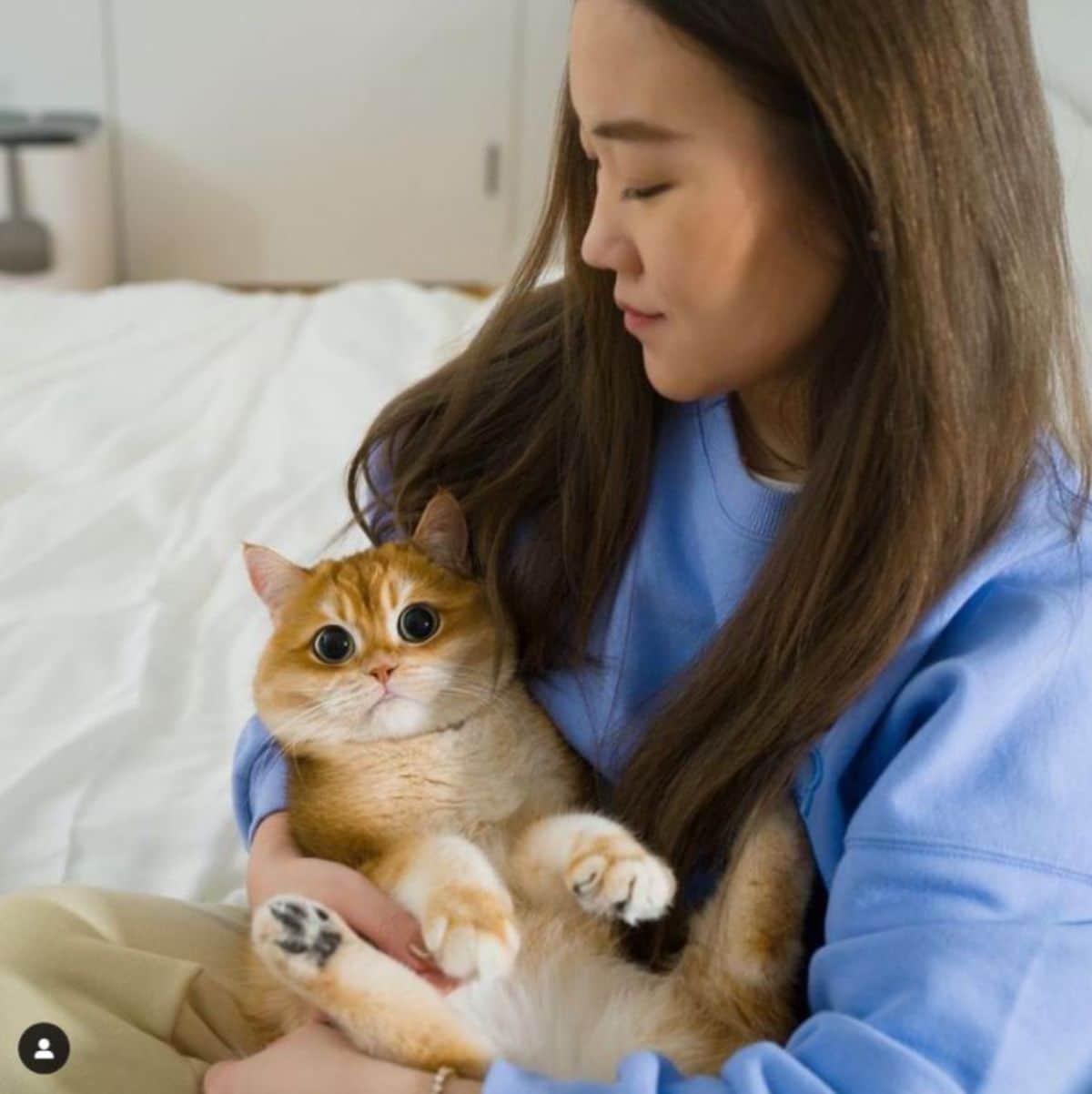 orange cat with large black eyes being held by a woman wearing a blue sweater