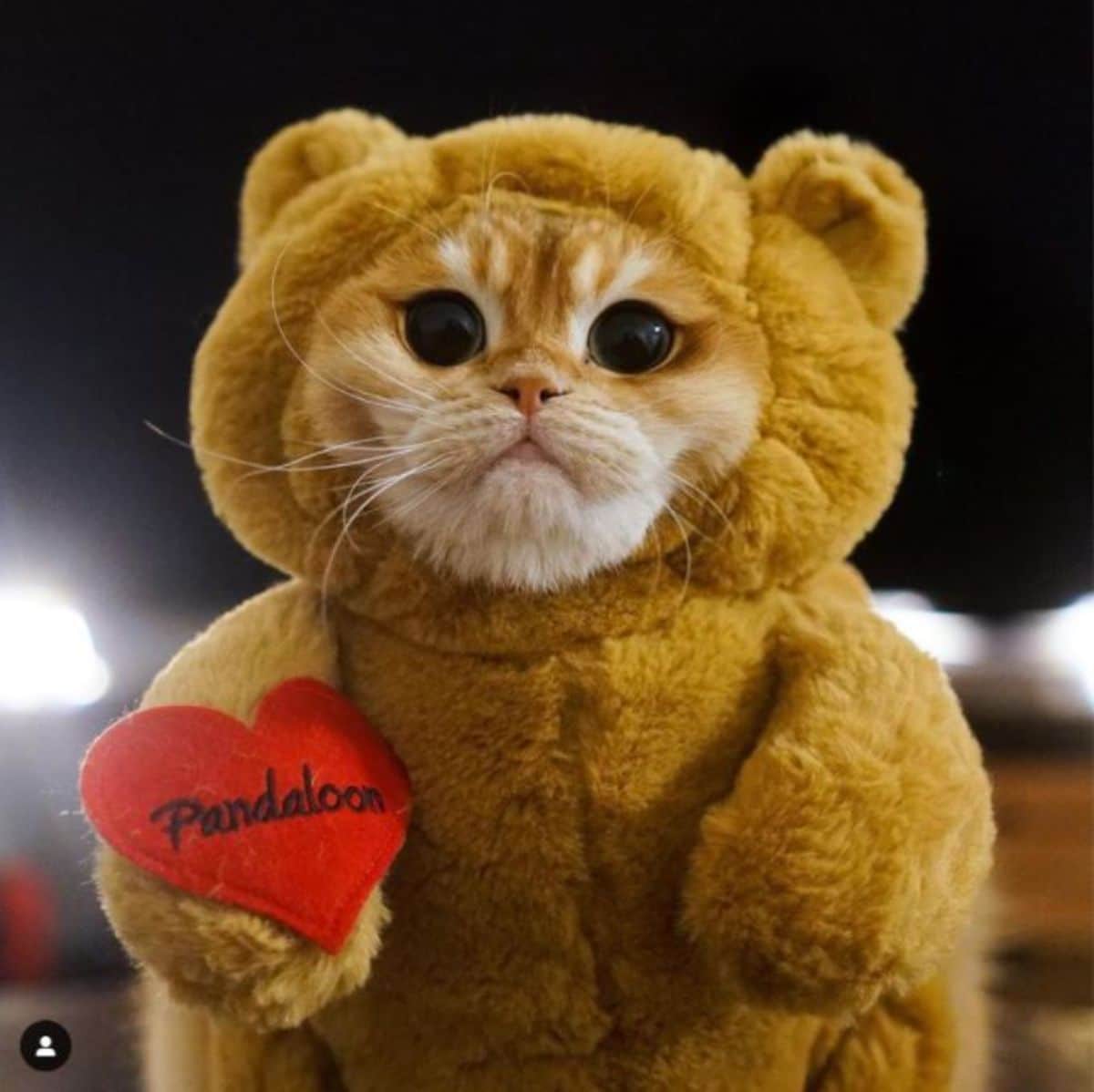 orange cat with large black eyes in a brown teddy bear outfit that has a red heart on the side