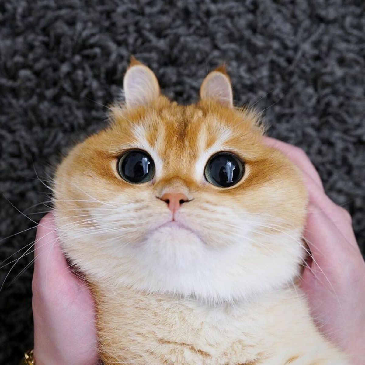 orange cat with large black eyes having its face held by someone