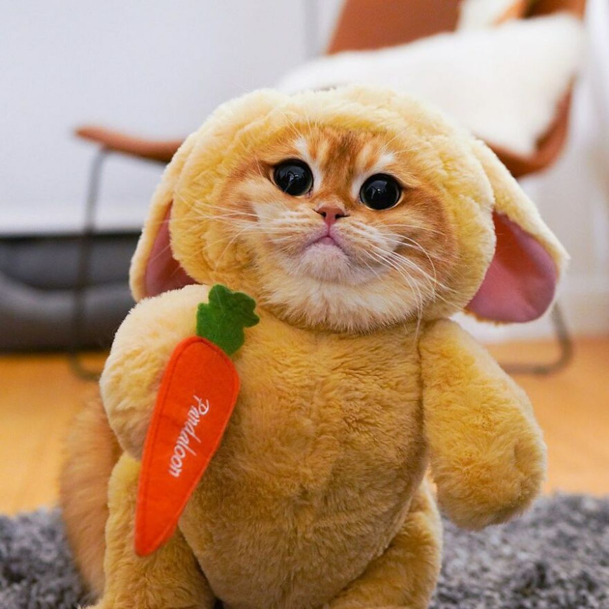 orange cat with large black eyes wearing a yellow rabbit costume with an orange carrot on the costume