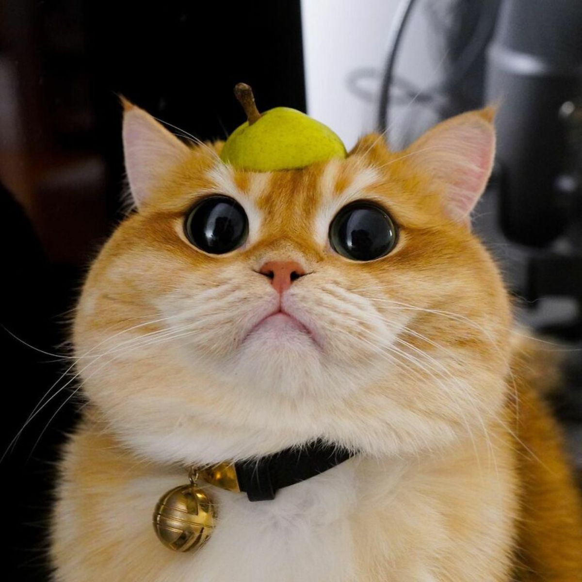 orange cat with large black eyes with the top of a green apple on its head