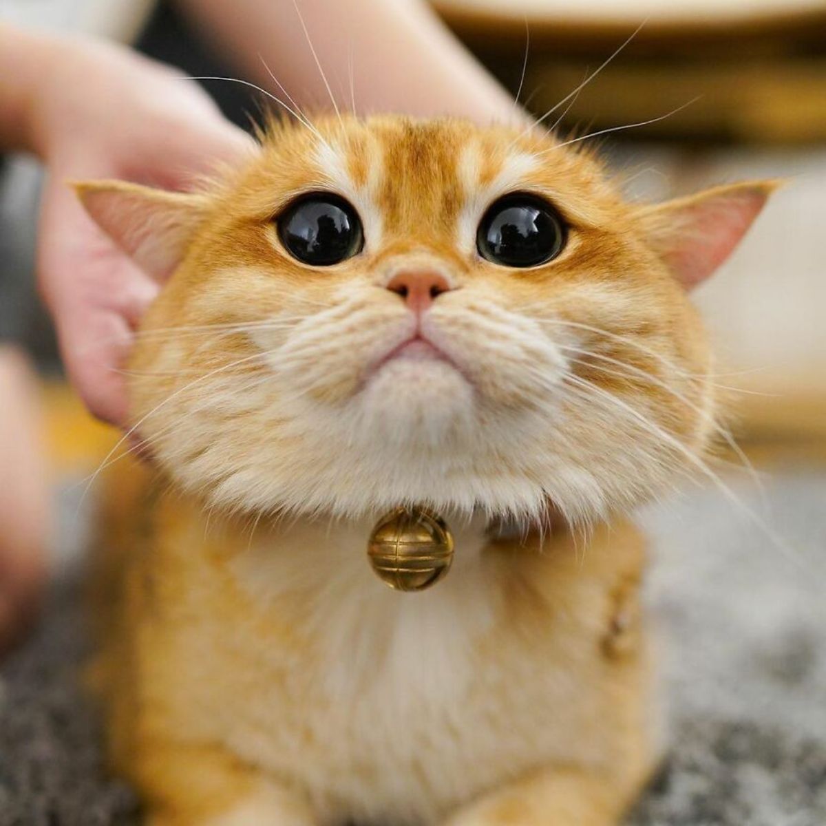 orange cat with large black eyes looking like baby yoda